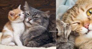 Adult Cat Feeding Schedule