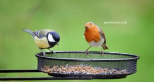 Bird Feeding Schedule