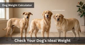 Check Your Dog’s Ideal Weight