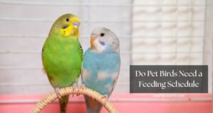 Do Pet Birds Need a Feeding Schedule