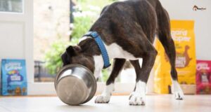 Dog Feeding guide
