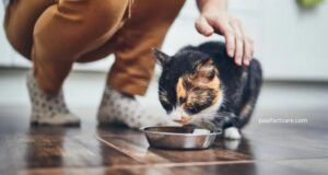 Feeding Tips Every Cat Owner Should Know