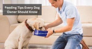 Feeding Tips Every Dog Owner Should Know