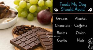 Foods Dogs Should Avoid