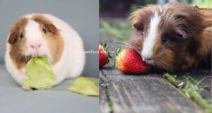 Guinea Pigs Food Guide