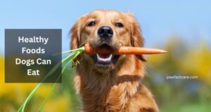 Healthy Foods Dogs Can Eat