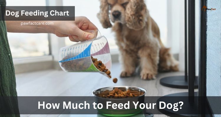 How Much to Feed Your Dog