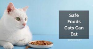 Safe Foods Cats Can Eat