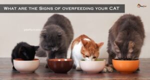 Signs of overfeeding your cat