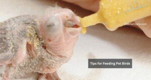 Tips for Feeding Pet Birds