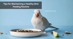 Tips for Maintaining a Healthy Bird Feeding Routine