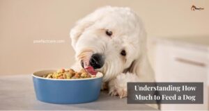Understanding How Much to Feed a Dog