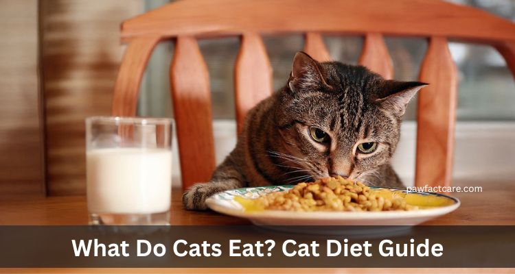What Do Cats Eat Cat Diet Guide