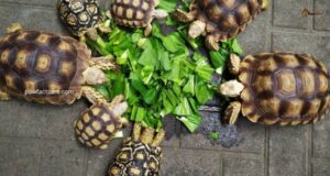 What Do Turtles Eat