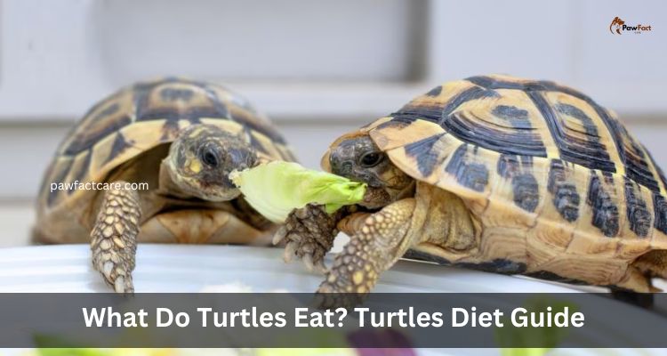 What Do Turtles Eat Turtles Diet Guide