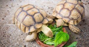 What Turtles should not eat