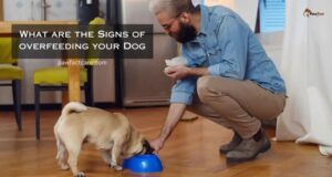 What are the Signs of overfeeding your Dog