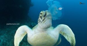aquatic turtle