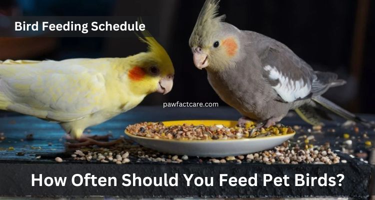 How Often Should You Feed Pet Birds?
