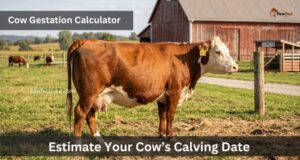 Cow Gestation Calculator – Estimate Your Cow’s Calving Date