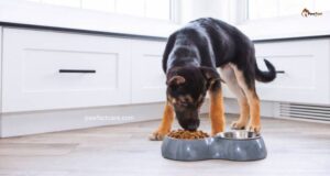 German Shepherd Feeding Guide