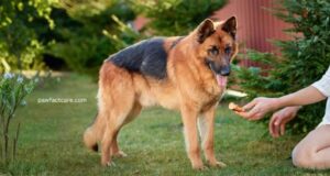 German Shepherd diet chart