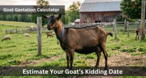 Goat Pregnancy Calculator