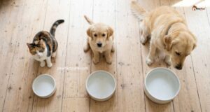How Much Water Does Your Pet Need Daily
