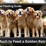 How Much to Feed a Golden Retriever