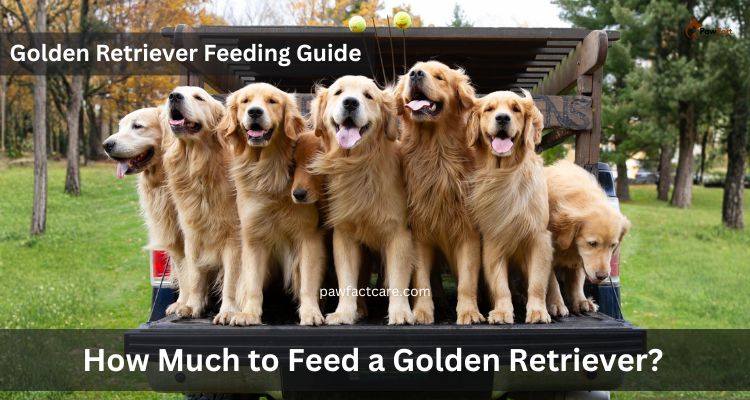 How Much to Feed a Golden Retriever