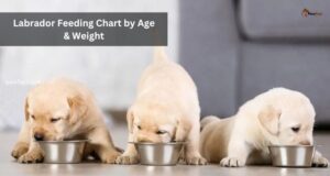 How Much to Feed a Labrador
