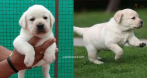 Labrador Diet Chart & Feeding Tips