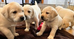 food Labrador should avoid
