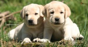 Labrador Feeding Chart by Age & Weight
