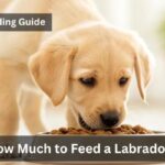How Much to Feed a Labrador? Complete Feeding Guide with Chart