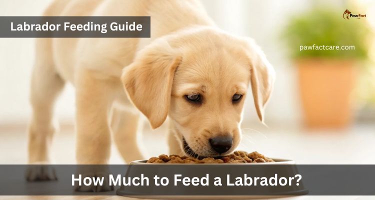 How Much to Feed a Labrador? Complete Feeding Guide with Chart