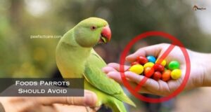 Parrot Food List – What to Feed and What to Avoid