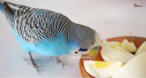 what to feed budgie