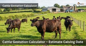 Cattle Gestation Calculator