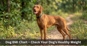 Dog BMI Calculator