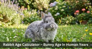 Rabbit Age Calculator – Bunny Age in Human Years