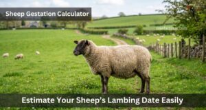 Sheep Gestation Calculator