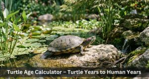 Turtle Age Calculator – Turtle Years to Human Years
