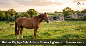 Horse Gestation Calculator