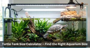 Turtle Tank Size Calculator