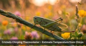 Crickets Chirping Thermometer