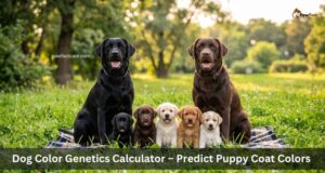 Dog Color Genetics Calculator