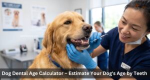 Dog Dental Age Calculator