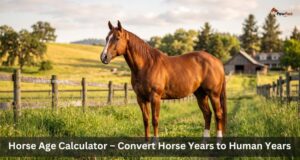 Horse Age Calculator – Convert Horse Years to Human Years